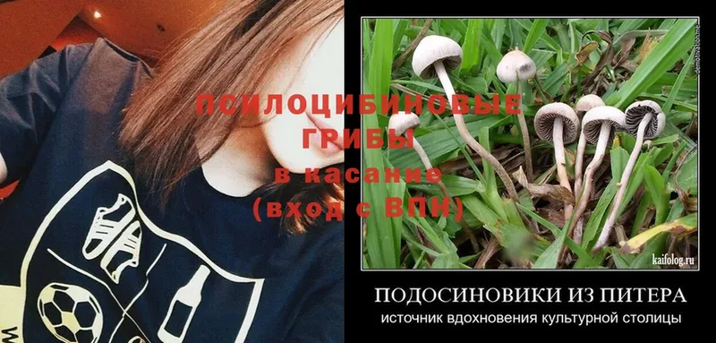 магазин    Ковров  Галлюциногенные грибы Psilocybe 